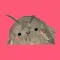 CuteMoth