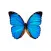 Dancing Butterfly