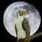 Eagle Jeffery