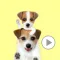 Jack Russell Animation 2