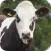 Herd Master: Dairy Management
