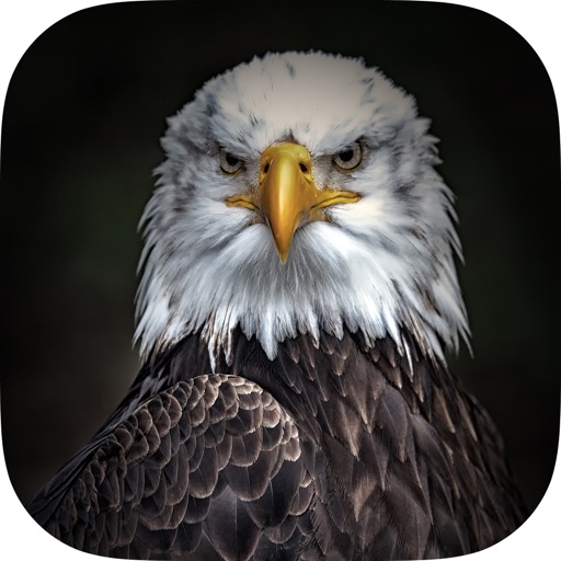 Animal Wallpapers & Themes Animal Wallpapers & Themes