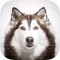 Dog Backgrounds & Wallpapers