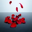 Ripple Rose Petals Ripple Rose Petals