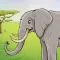 Wild animals in the forest, the jungle and the savannah