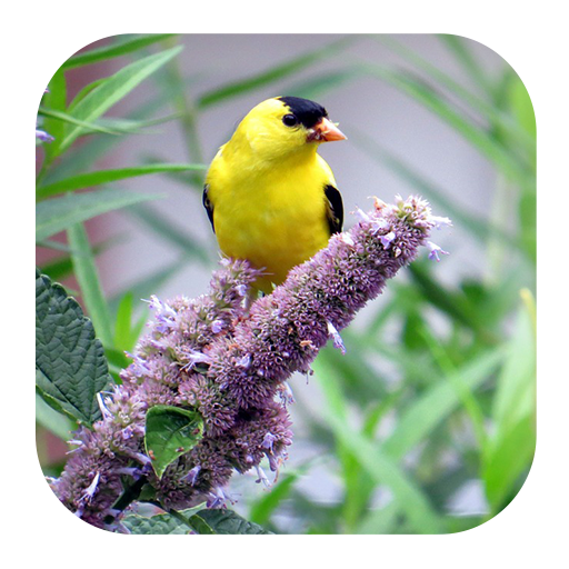 Goldfinch Sounds