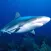Shark Eat Fish!