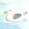 Sam the seagull