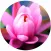 Lilly Voip