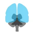 3D解剖学アトラス：iRis