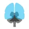 3D解剖学アトラス：iRis