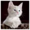 Super Cute Cats and Kittens