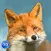 Wild Fox Survival Simulator 3D Full