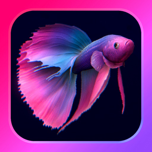 Bettarium - Betta Fish Tank Bettarium - Betta Fish Tank