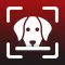 Identify Dog Breeds