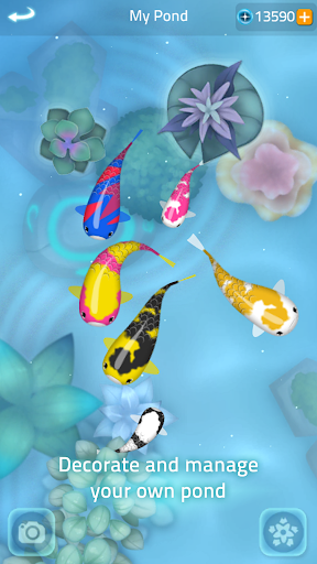 Zen Koi 2 Screenshots