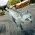 My Kitten Cat Race: Animal Run