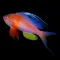 Fishes: Greater Caribbean