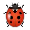 iBug - Live wallpaper