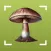 Picture Mushroom-Identifier,AI