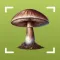 Picture Mushroom-Identifier,AI