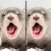 Find the Difference in Ferret