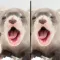 Find the Difference in Ferret