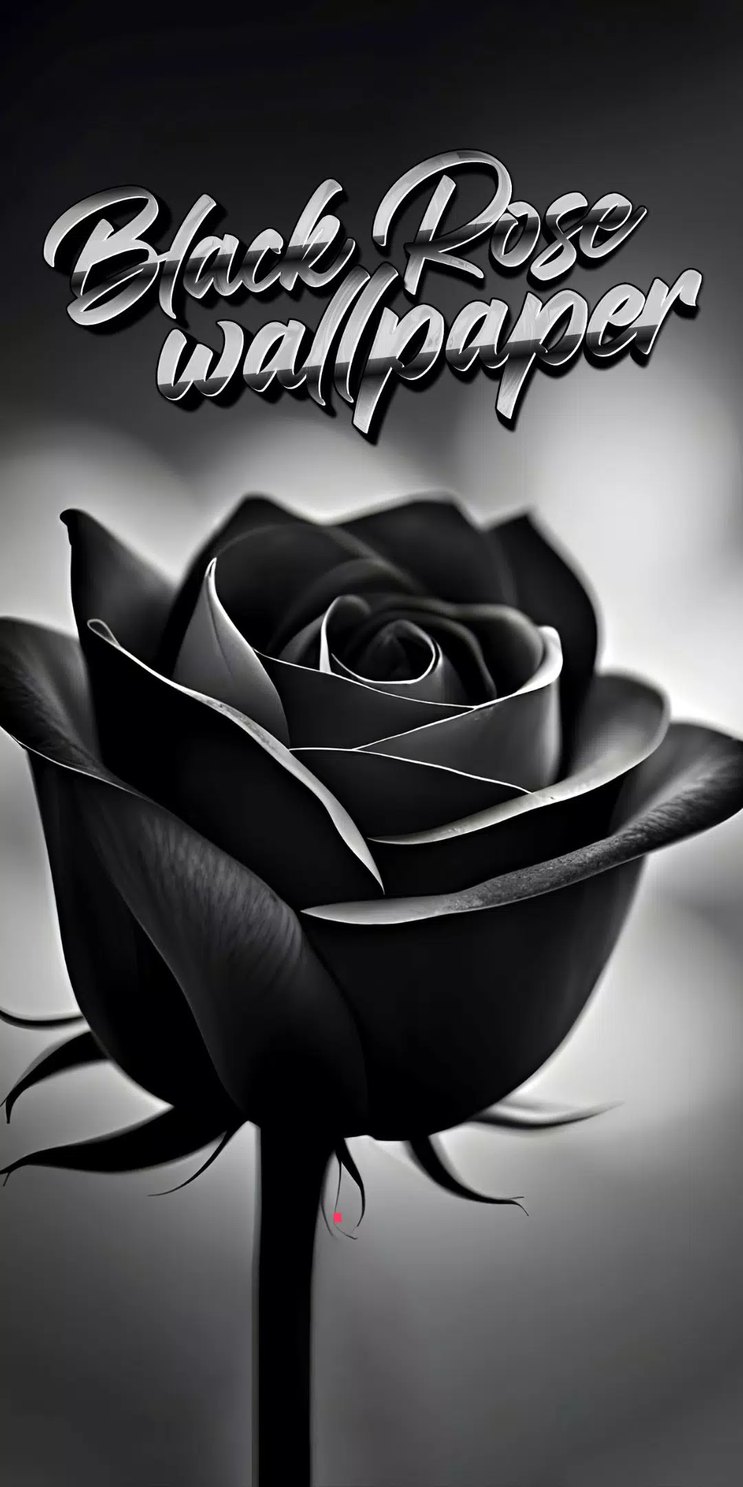 black rose wallpaper Screenshots