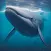 Humpback Whale Life Simulator