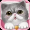 Cat Sweetie