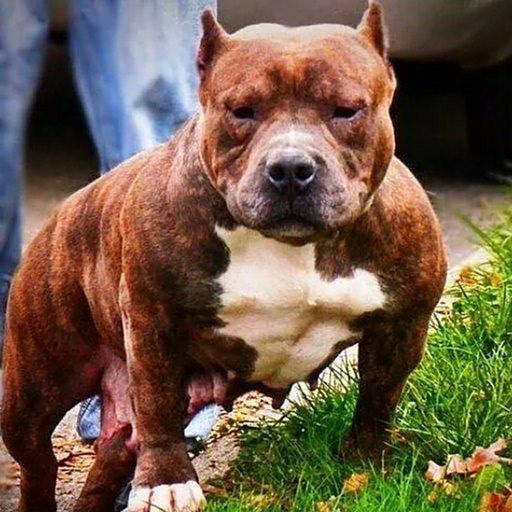 Pitbull Wallpapers HD