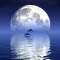 Reflection Pro - Water Photo