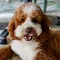 Animal Names and Sounds