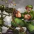 War2 Warrior - Battle Royale