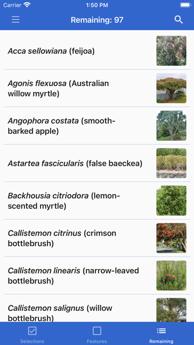 NZ Myrtaceae Key Screenshots
