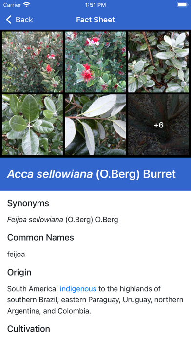 NZ Myrtaceae Key Screenshots