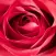 Flower Real