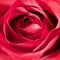 Flower Real