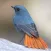 Birds Complete Reference Guide