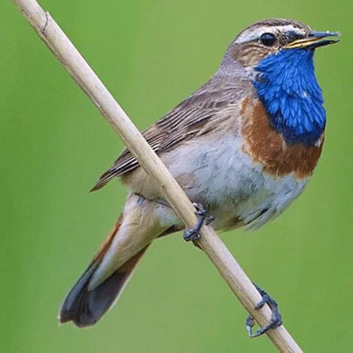 UK Birds Sounds UK Birds Sounds