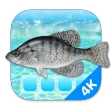 Aquarium 4K - Live Wallpaper