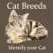 Cat Breeds - Identify your Cat