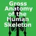 Human Skeleton: Gross Anatomy