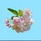 Apple Blossoms