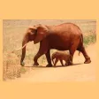 My Elephant Sticker Pack