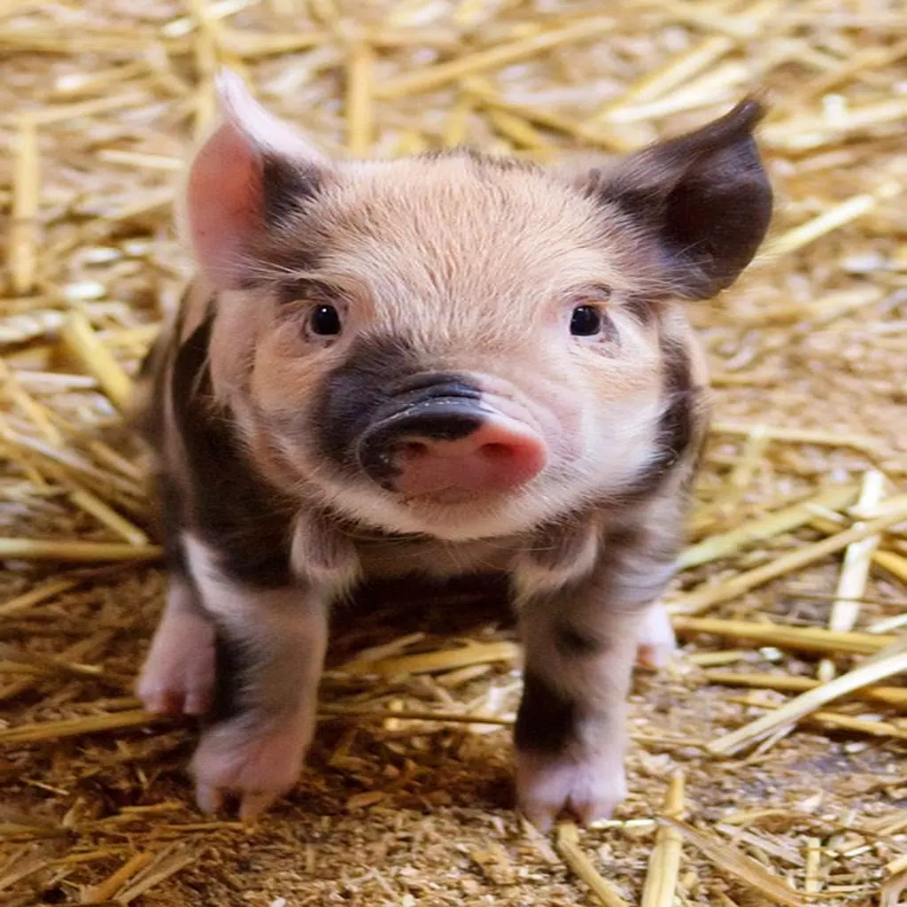 Piglet Stickers Piglet Stickers