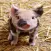 Piglet Stickers