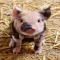 Piglet Stickers