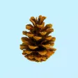 Pine Cone Stickers