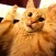 Funny Cat Images HD